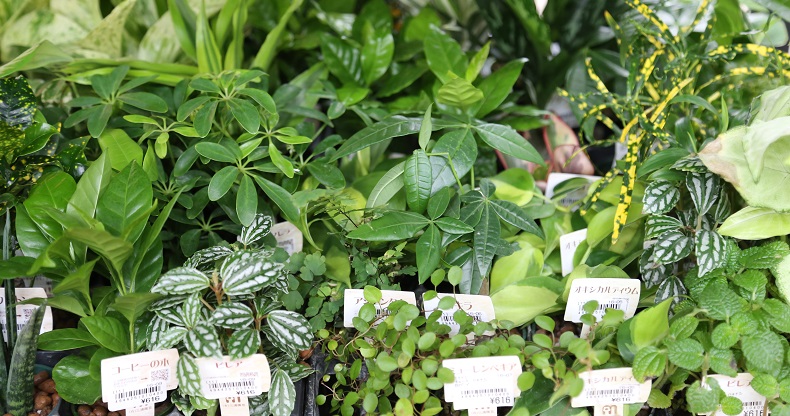 自宅を植物で彩ろう メイクマン のグリーンアドバイザーに聞く 植物初心者のためのグリーン講座 沖縄ファミリーマート
